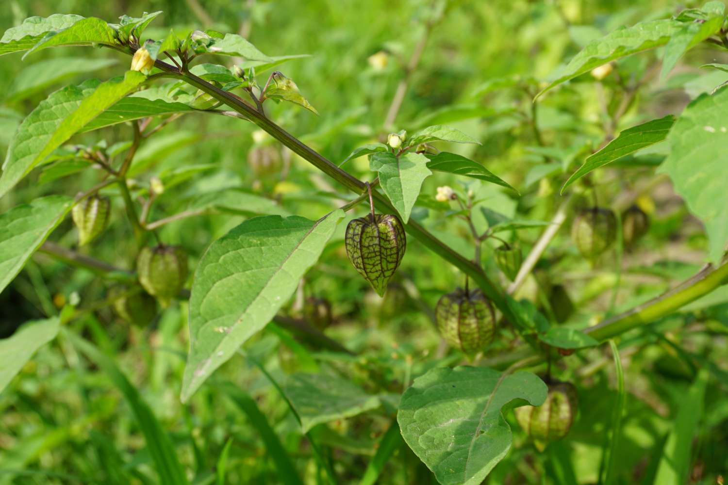 15 Manfaat Untuk Kesehatan dari Herba Ciplukan