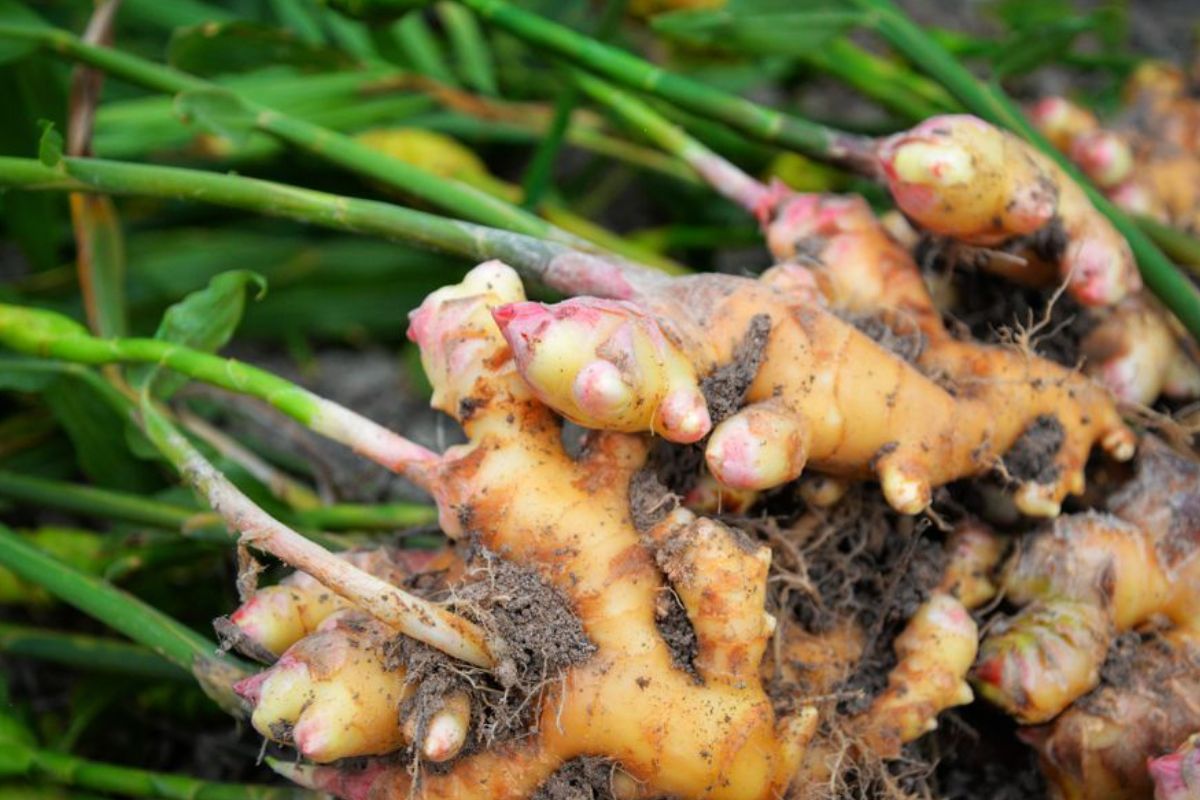 Manfaat Rimpang Jahe (jahe biasa) Untuk Kesehatan