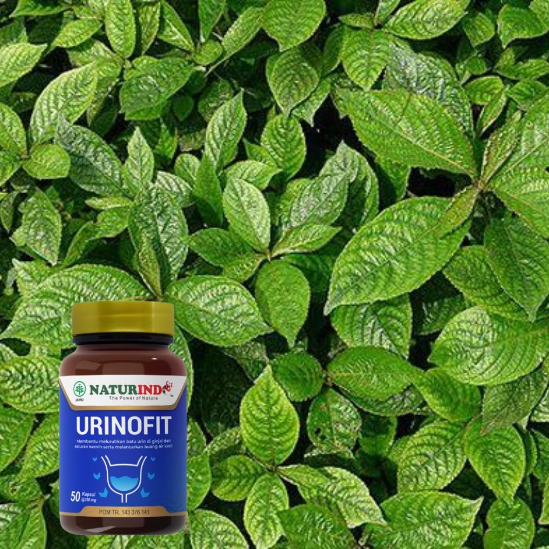 Manfaat Daun Keji Beling untuk Ginjal