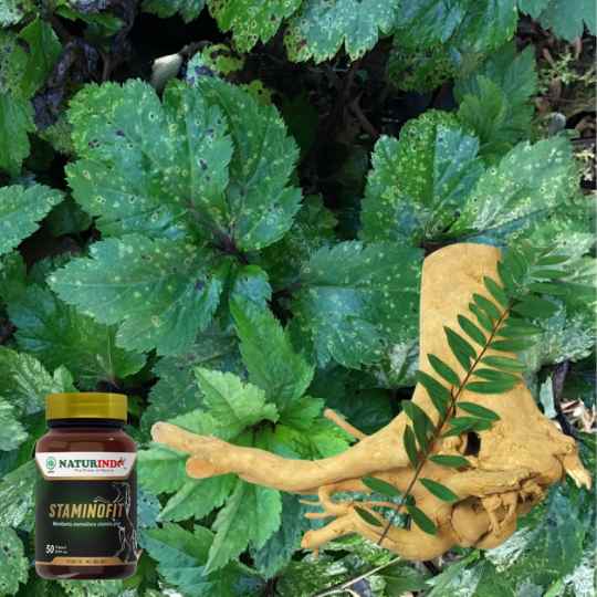 Manfaat Purwaceng dan Pasak Bumi dalam STAMINOFIT untuk Vitalitas Pria